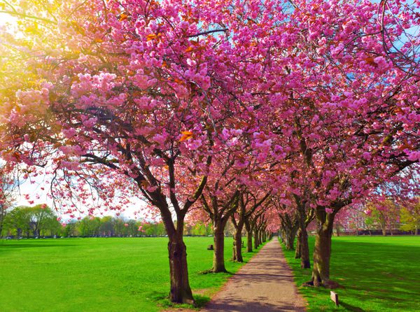 مسیر پیاده روی احاطه شده با درختان شکوفه آلو در پارک مراتع ادینبورگ منظره رنگارنگ بهاری