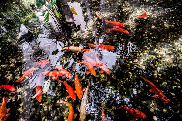 شنای کوی در باغ آبی ماهی کوی رنگارنگ جزئیات ماهی کوی رنگارنگ در برکه