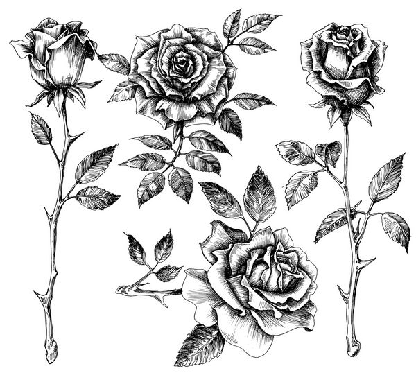 ست گل طراحی شده با دست مجموعه گل رز