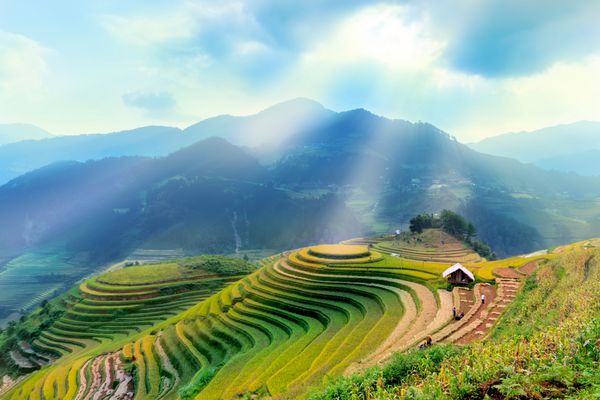 مزارع برنج منظره در ترد مو کانگ چای ینبای ویتنام در مه مزارع برنج محصول را در شمال غربی ویتنام آماده می کنند