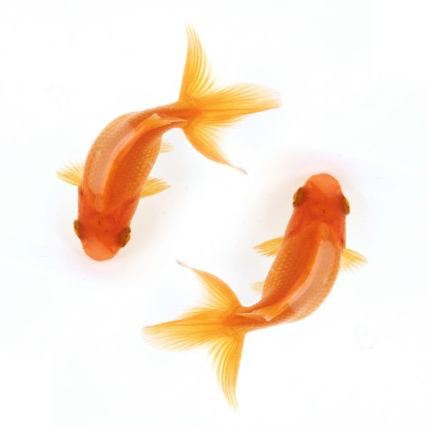 دو ماهی قرمز در حال شنا کردن در دایره های جدا شده در نمای سفید و چشم پرنده