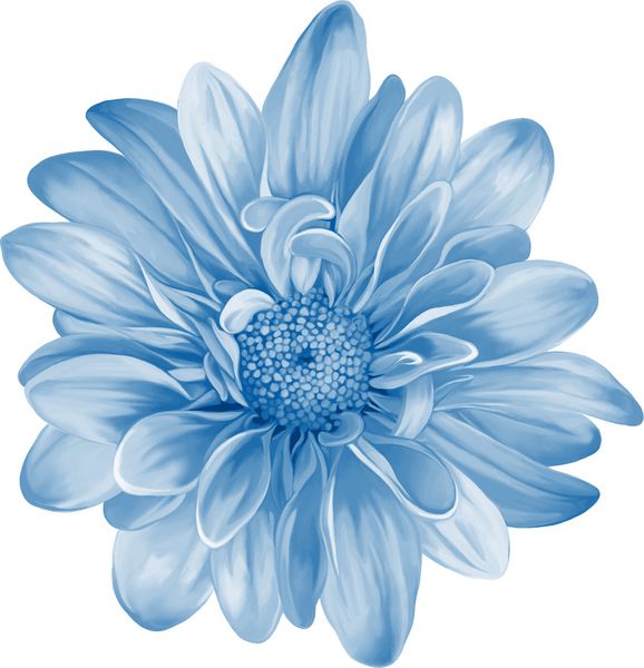 گل مونالیزا گل آبی گل بهاری جدا شده در پس زمینه سفید