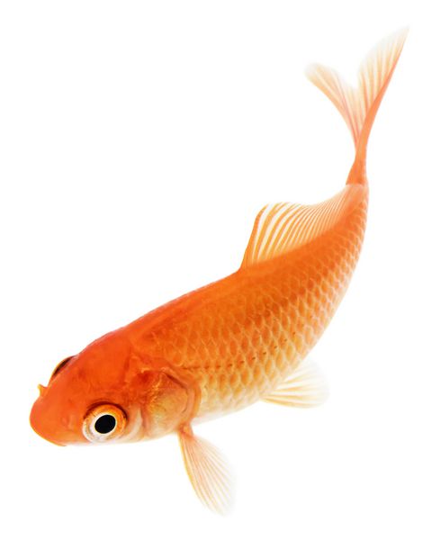 ماهی طلایی نارنجی جدا شده در پس زمینه سفید