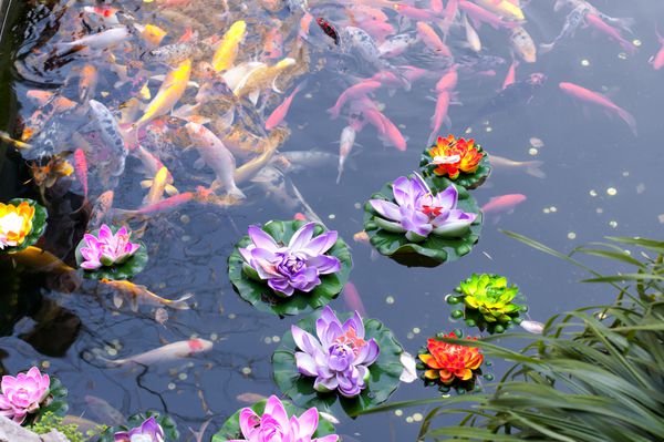 بسیاری از کوی ها در یک حوضچه کوچک با گل های نیلوفر پلاستیکی شناور در بالای آن شنا می کنند