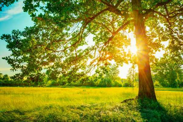 درختان جنگلی آفتابی تابستان و چمن سبز پس زمینه نور خورشید چوب طبیعت تصویر با رنگ فوری