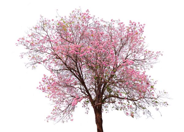 درخت آلبالو گل صورتی جدا شده در پس زمینه سفید این مسیر برش دارد