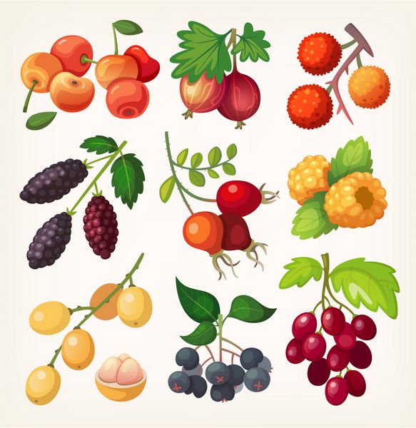 مجموعه توت های رنگارنگ آبدار برای طراحی لیبل تصویر برای کتاب آشپزی یا منو