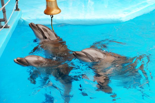 دلفین های زیبا در دلفیناریوم