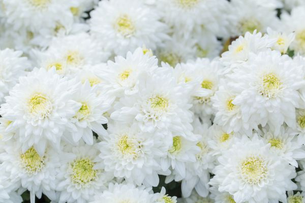 گلهای سفید ستاره در باغ پس زمینه سبز گلدار