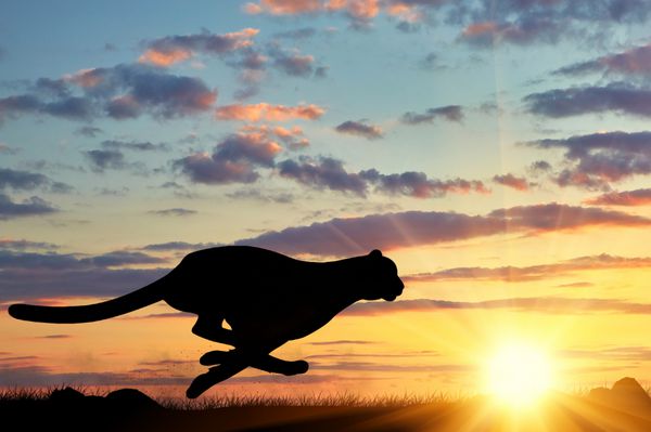 مفهوم شکار شبح یوزپلنگ در حال دویدن در برابر آسمان عصر در خورشید