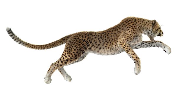 رندر دیجیتال سه بعدی شکار یوزپلنگ گربه بزرگ جدا شده در پس زمینه سفید