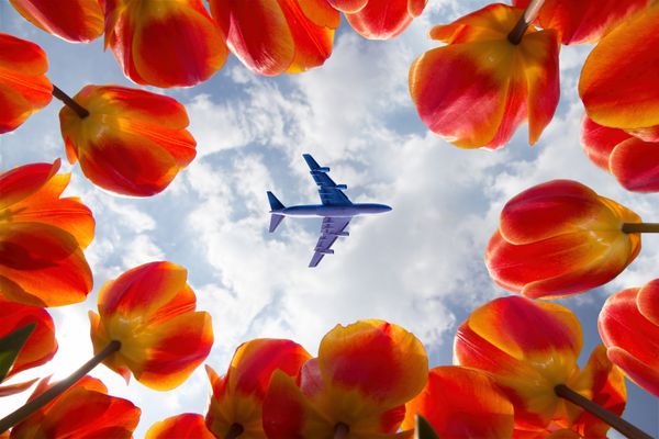 پرواز هواپیمای ناشناخته در مزرعه گل لاله های قرمز و زرد در لیس هلند