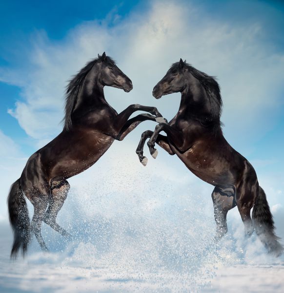 دو اسب پرورش یافته سیاه رنگ در پس زمینه زمستان