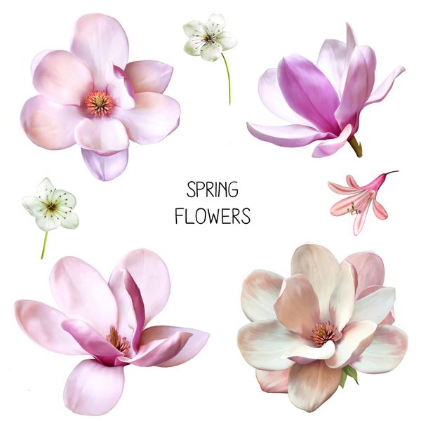 تصویر گل های زیبای آبی صورتی مجموعه ای از گل های بهاری شکوفه های گیلاس گل زنگوله و گل های مگنولیا در رگه های مختلف جدا شده در پس زمینه سفید