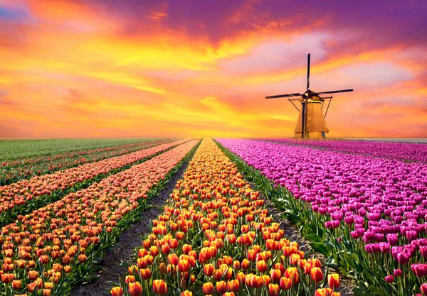 منظره جادویی با طلوع خورشید بر فراز لاله در هلند آرامش مدیتیشن مدیریت استرس - مفهوم