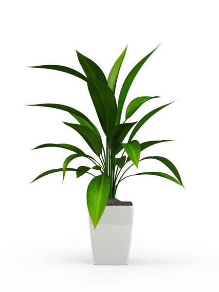 گیاه گلدان سبز جدا شده در پس زمینه سفید رندر سه بعدی تصویر سه بعدی