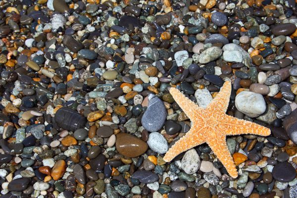 ستاره دریایی در ساحل سنگی