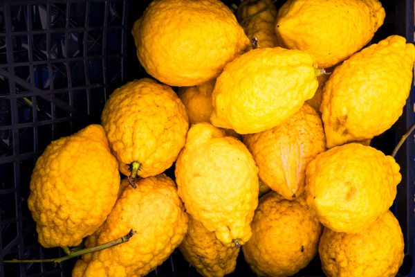 بازار میوه ساحل آمالفی سیترون سیتروس مدیکا