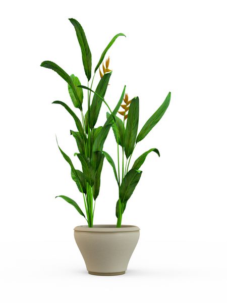 گیاه گلدان سبز جدا شده در پس زمینه سفید رندر سه بعدی تصویرسازی
