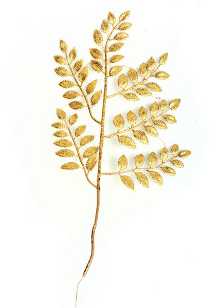 شاخه طلایی روی سفید