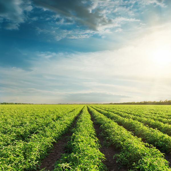 مزرعه کشاورزی با گوجه سبز و غروب آفتاب در ابرها