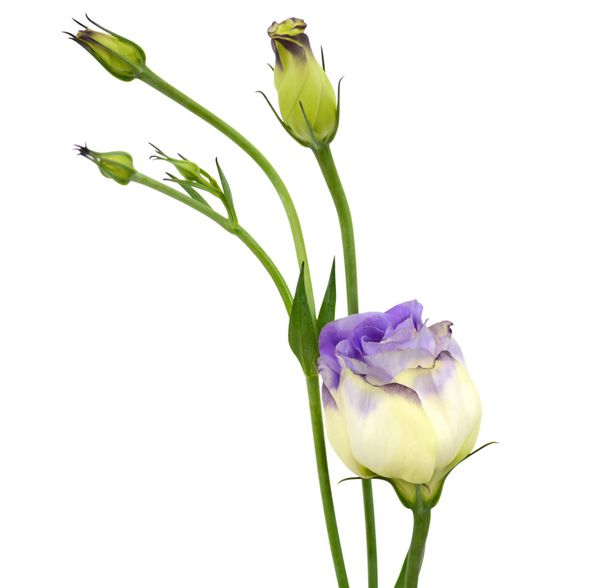 گل زیبای لیزیانتوس جدا شده در پس زمینه سفید
