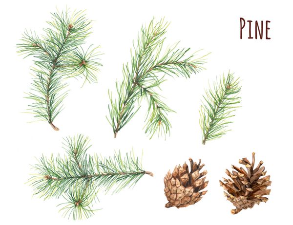مجموعه ای از شاخه ها و مخروط های کاج در زمینه سفید نقاشی با آبرنگ تصویر گیاه شناسی گیاهان کریسمس