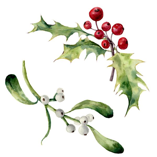 ست هولی و دارواش آبرنگ عنصر گل کریسمس نقاشی شده با دست جدا شده در پس زمینه سفید تصویر گیاه شناسی برای طراحی