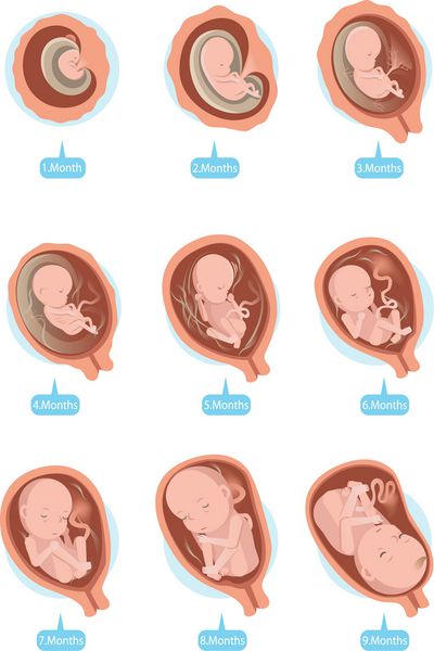 جنین انسان در داخل رحم 1 تا 9 ماهگی تصاویر وکتور