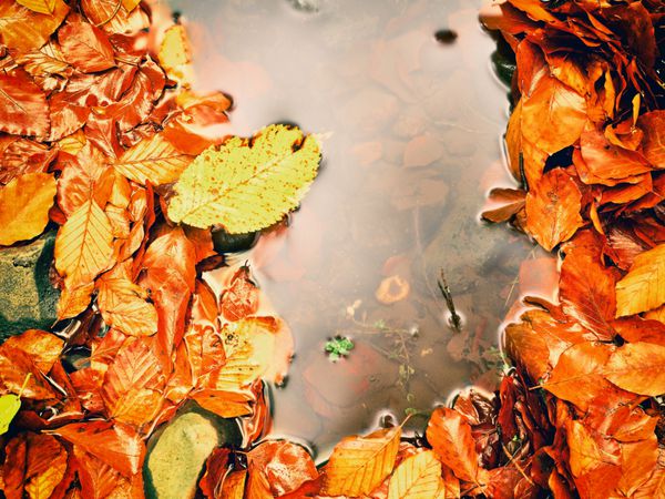 ریزش برگ و سنگ راش در آب رودخانه کوهستان رنگ های پاییزی نماد فصل پاییز برگ های پوسیده نارنجی زیر سطح آب انعکاس آینه نقره ای در سطح آب صاف