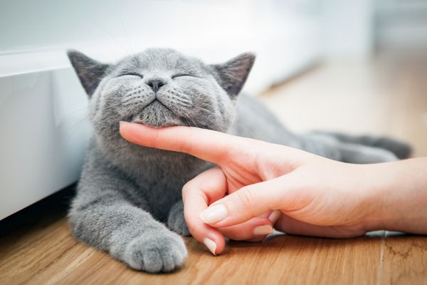 بچه گربه خوشحال از نوازش شدن توسط دست زن خوشش می آید مو کوتاه بریتانیایی
