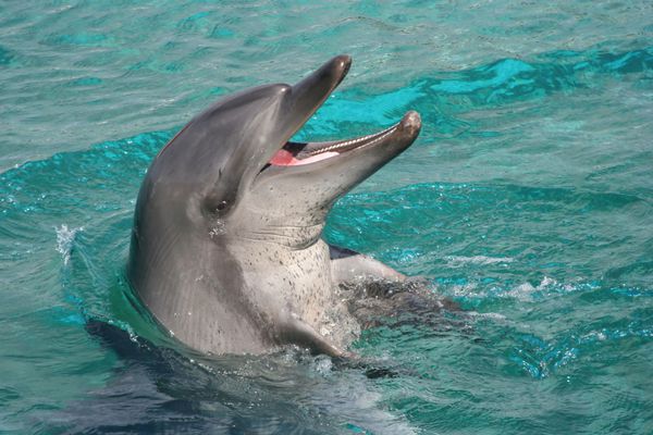 دلفین با دهان باز که دندان های تیزش را نشان می دهد