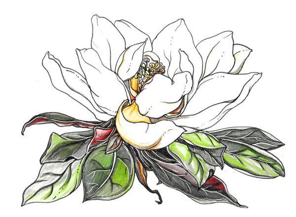 گل ماگنولیا سفید در شکوفه برگها گیاه استوایی آبرنگ تزئینی روی پس زمینه سفید تصویر گیاه شناسی برای چاپ کارت دعوت عروسی ژاپنی سبک قدیمی