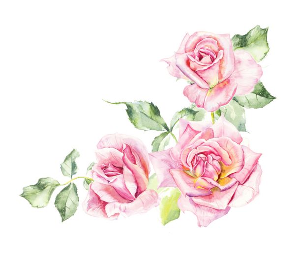بوته گل سرخ الگوی از رز صورتی نقاشی های عروسی نقاشی آبرنگ کارت تبریک پس زمینه گل رز ترکیب آبرنگ پس زمینه گل