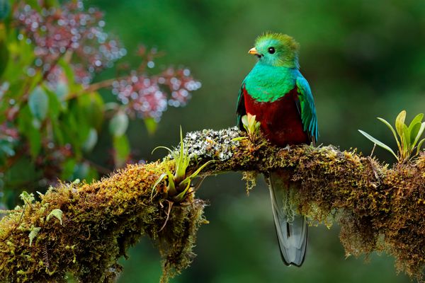پرنده زیبا در طبیعت زیستگاه گرمسیری کوتزال درخشان pharomachrus mocinno ساوگره در کاستاریکا با زمینه جنگل سبز پرنده سبز و قرمز مقدس با شکوه پرنده نگری در جنگل