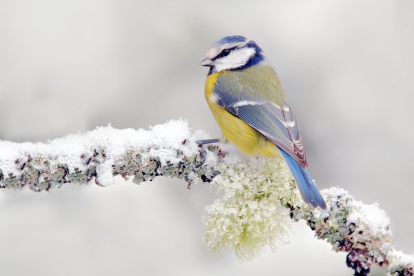 زمستان برفی با پرنده آوازخوان زیبا تیله آبی پرنده در جنگل دانه برف و شاخه گلسنگ زیبا اولین برف با حیوان بارش برف مناسب پرنده زیبای زرد و آبی است صحنه حیات وحش از طبیعت برفی