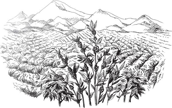 چشم انداز مزرعه قهوه به سبک گرافیکی