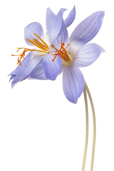 استودیو از گل‌های کروکوس آبی رنگی جدا شده در پس‌زمینه سفید عمق میدان زیاد dof کلان