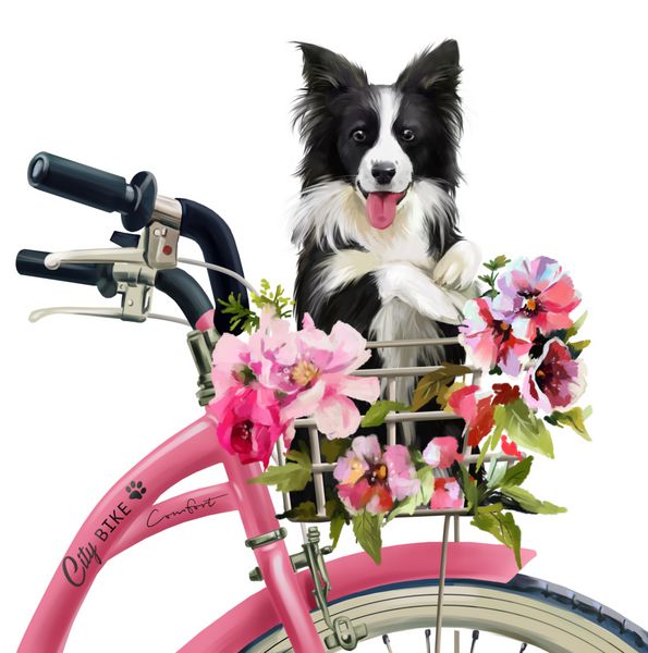 توله سگ کولی در سبد دوچرخه سواری می کند