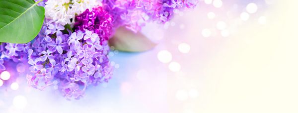 دسته گل های یاسی روی پس زمینه تار نمای نزدیک طرح حاشیه عید گل یاس بنفش زیبا sp را برای متن خود کپی کنید بنر گسترده