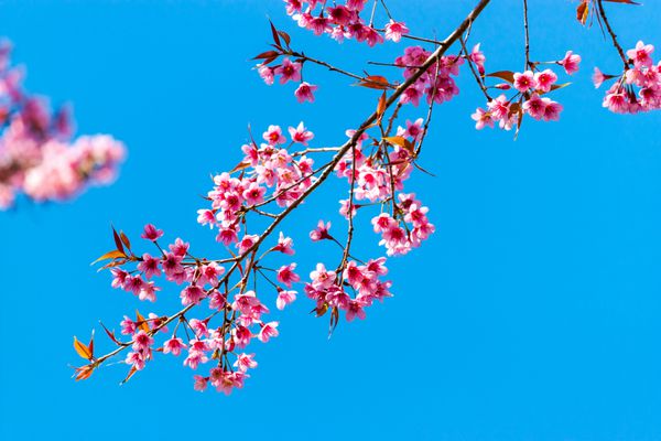 شکوفه های گیلاس یا گل ساکورا در پارک ملی چیانگ مای تایلند