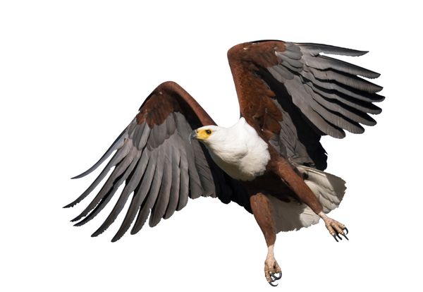 عقاب ماهی آفریقایی در حال پرواز - جدا شده روی سفید