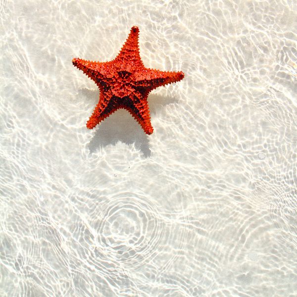نارنجی ستاره دریایی زیبا در آب کم عمق موج دار