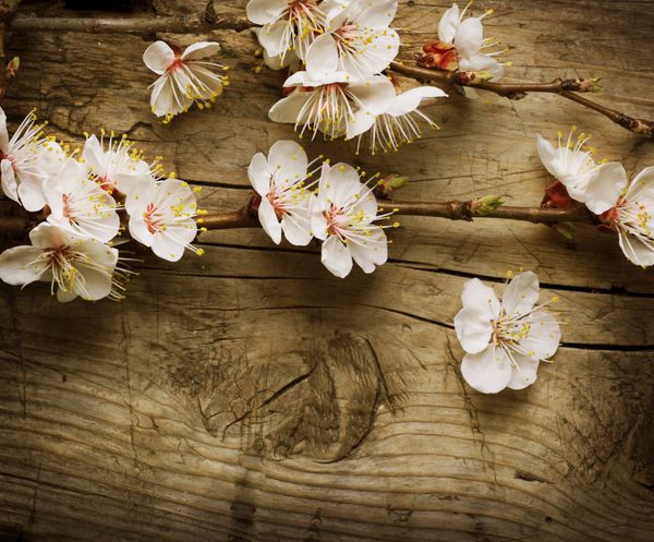 شکوفه های بهاری روی پس زمینه چوبی