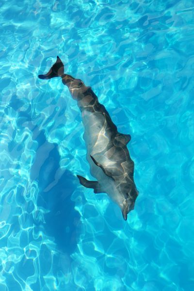شنای دلفین از زاویه دید بالا در آب فیروزه ای