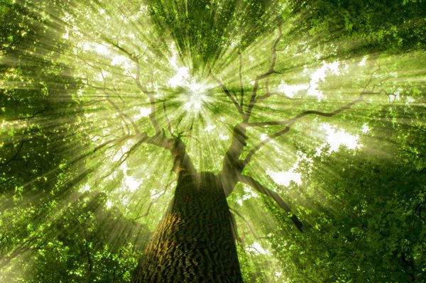 طبیعت درختی در جنگل با نور خورشید