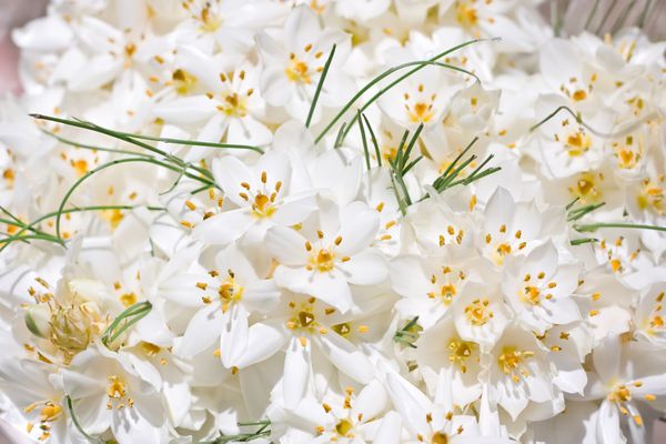اولین گل های بهاری دسته گل سفید پس زمینه عروسی