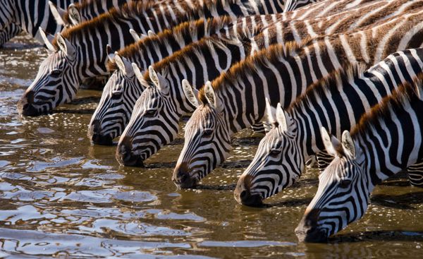گروهی از گورخرها در حال نوشیدن آب از رودخانه کنیا تانزانیا پارک ملی سرنگتی ماسای مارا یک تصویر عالی