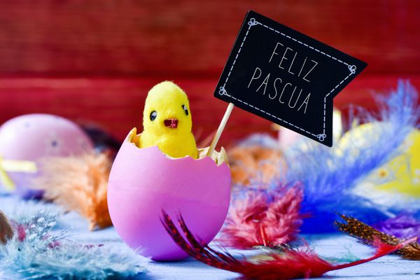 جوجه در حال بیرون آمدن از یک تخم مرغ و متن feliz pascua easter مبارک i