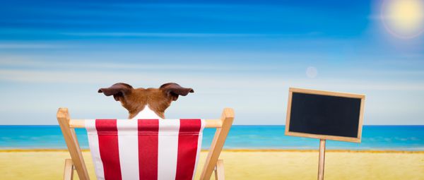 صندلی ساحلی سگ در تابستان